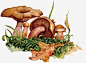水彩蘑菇免抠素材 创意素材 png素材