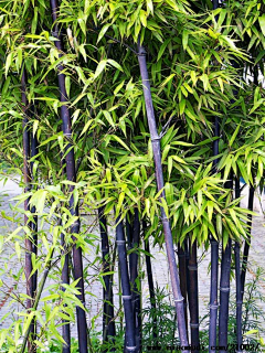 AyagropH采集到竹