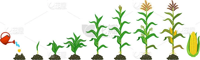 玉米植株的生命周期。生长阶段从播种到开花和结果植株孤立在白色背景上素材-花瓣网