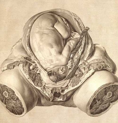 人类妊娠子宫解剖图（1774）Y