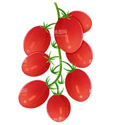 小番茄插画圣女果手绘圣女果  - 源文件下载【酷图网】圣女果,西红柿,小番茄,小西红柿插画,手绘圣女果,卡通小番茄,卡通圣女果,小番茄插画,手绘小番茄,圣女果素材,小番茄素材,小西红柿素材,手绘小西红柿,千禧果,小西红柿,新鲜小番茄,千禧圣女果,樱桃小番茄,圣女果插画