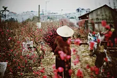 花朵, 美丽的花朵, 花园, 花壁纸, 春天, 开花, 自然, 河内, 花卉背景