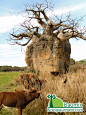 baobab-tree-africa-baobab-fruit-organic-baomix-baobab-fruit-pulp.jpg (3000×4000)