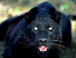 jaguar jaguar jaguar