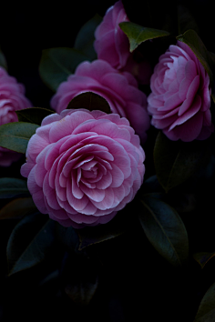 万宝路marlboro采集到【摄影】繁花似锦/枝叶冠麟