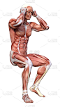 3D插图男性图形与肌肉地图上的白色