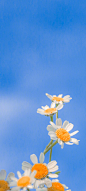 一组半糖加冰的夏日壁纸
摄影：@山秋海棠_#夏至# ​​​​