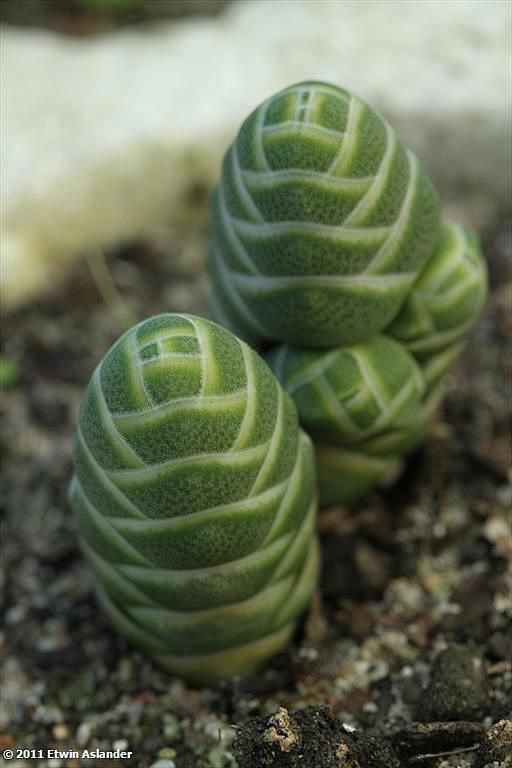 .Crassula barcklyi: 