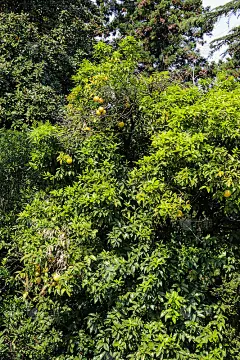 美丽的柑橘树，成熟的果实在花园里