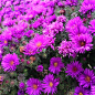 紫苑焕发像烟花一样在秋天的花园。  