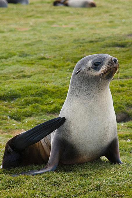 食肉目海狮科海狗亚科南海狗属亚南极海狗