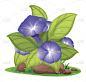 花园里有紫色的牵牛花