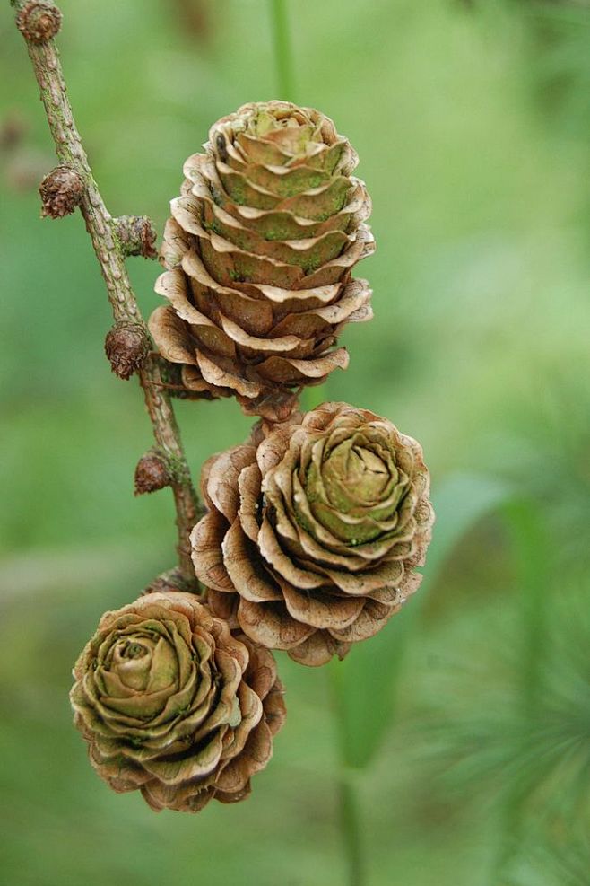 Larch Cones: 