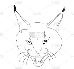 山猫,线条,注视镜头,可爱的,狞獾,野生动物,肖像,哺乳纲,绘制