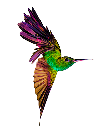 蜂鸟 png