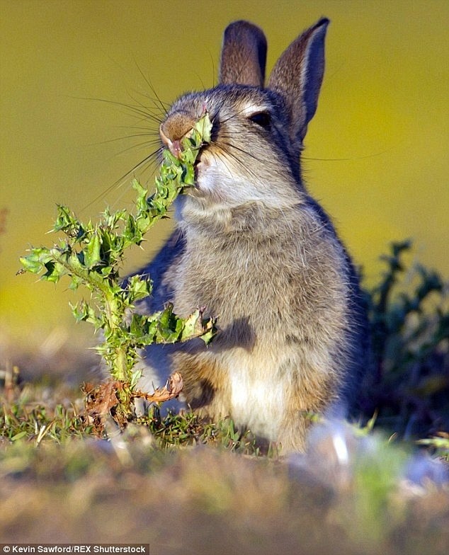 英国一只小兔子饥不择食的啃了一颗带刺的草...