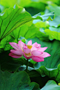 **Lotus at Shinobazunoike(Ueno Onshi Park), Tokyo by Shingan Photography, via Flickr: 