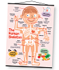 Bare Bones: Human Skeleton Chart : This simplified diagram of the human skeleton makes learning the bones fun and easy for young kids. They will be intrigued by the skeleton inside them. This durable chart makes a great wall hanging in a pediatrician's of