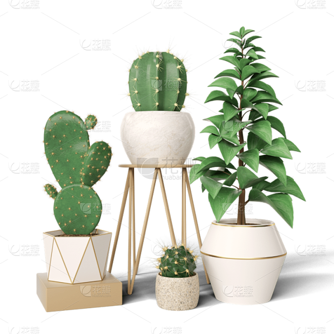 北欧风仙人掌绿植插画