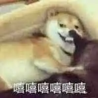 来自分享  柴犬表情包