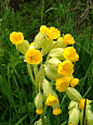 【植物手记】樱草 Primula