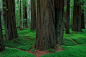 Grieg-French-Bell Grove  -  Humboldt Redwoods SP