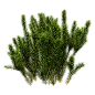 Erica multiflora多花欧石南绿色植物3D模型（OBJ,FBX,MAX） 