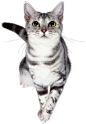 猫の写真