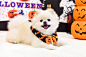 Halloween 宠物场景 (4)