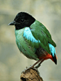 Birds-Our feathered friends / Hooded Pitta - Thailand