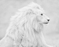照片白狮子施洛米NISSIM 500像素