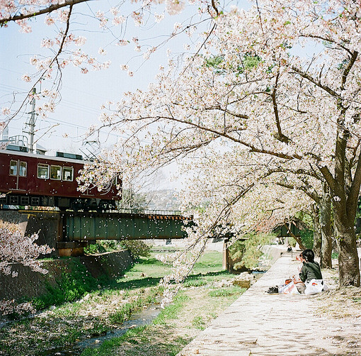 静かな、日系、樱花、F a v、风景