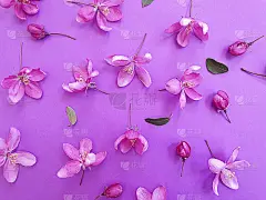 彩色背景框上的玉兰花