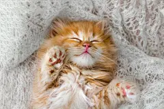 点击来源直接获取大图文件 |Little kitten sleeps on a coverlet. Small cat sleeps sweetly as a small bed. Sleeping cat in home on a blur light background. Cats rest after eating.