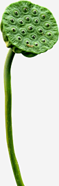 莲蓬高清素材 植物 绿色植物 莲蓬 免抠png 设计图片 免费下载