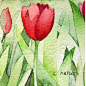 Floral Watercolor - Red Tulips La Conner, Washington by 6catsart, via Flickr L