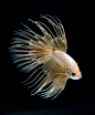 Photograph gold betta fish  by visarute angkatavanich on 500px斗鱼#鱼#