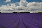 Photograph Fields of Lavender by Nathan Crossley on 500px