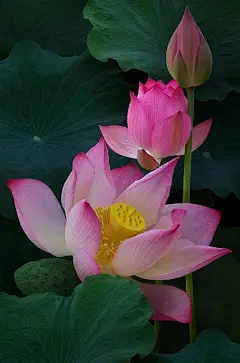 荷花开后西湖好，
载酒来时。
不用旌旗。
前后红幢绿盖随。
画船撑入花深处，
香泛金卮。
烟雨微微。
一片笙歌醉里归。