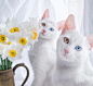 双胞胎白猫双瞳异色圈粉无数