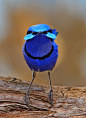 ❦ Splendid Fairy-wren