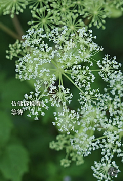 清翎er采集到花草/花器