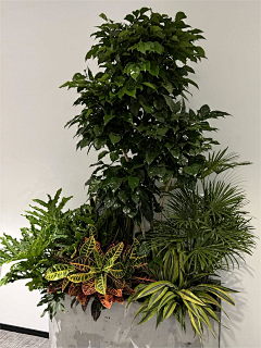 -董董丫-采集到花箱植物