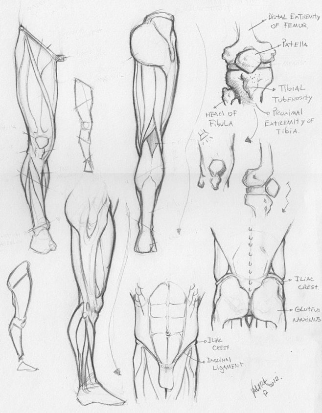 Random anatomy sketc...