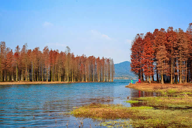 四明湖红杉林