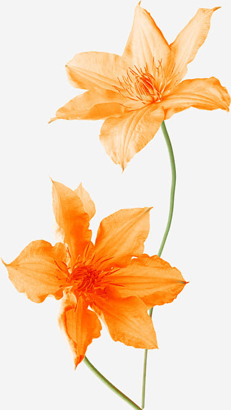 橘黄色花朵装饰高清素材 两朵 手绘 桔梗...