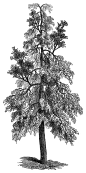高清黑白铅笔手绘大树插画图片植物树木透明PNG免扣设计PS素材
