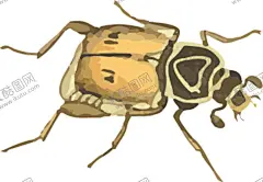 甲虫昆虫插画 【酷图网】手绘插画,水彩画,卡通画,昆虫,蜈蚣,蜻蜓,蜘蛛,昆虫系列,复古,昆虫纲,动物界,节肢动物,蝴蝶,大自然,卡通,剪影,户外,野外,精美,装饰,背景,底图,触须,甲壳虫,设计元素,啮桑,啮发,天水牛,八角儿,牛角虫,花妞子,插画,绘画,矢量,标本,动物,昆虫类,生物世界,自然昆虫,标本插画