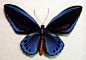 ORNITHOPTERA URVILLIANUS blue male birdwing butterfly from Papua New Guinea