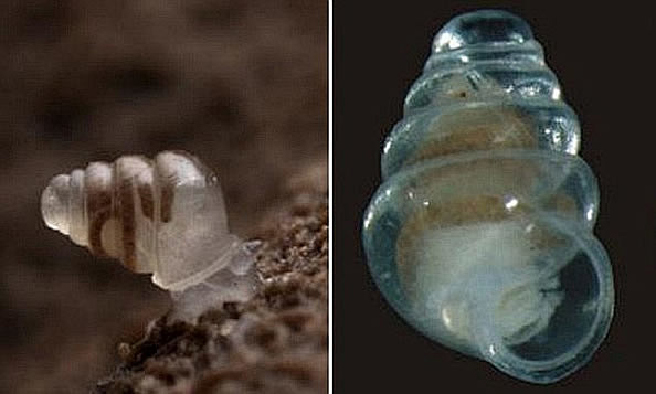 这种蜗牛名为“Zospeum tholu...
